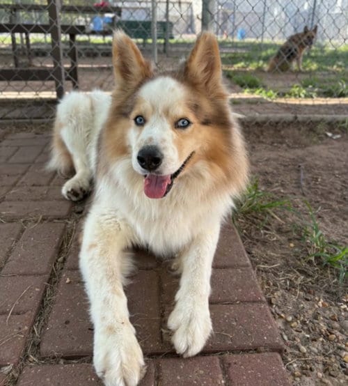 Photo of Will, adoptable Siberian Husky in Houston, Texas