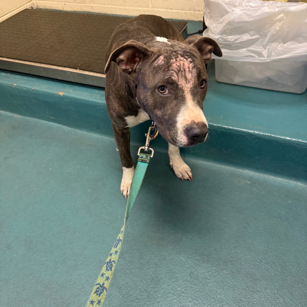 Photo of Elle Mae, adoptable Mixed Breed (Medium)