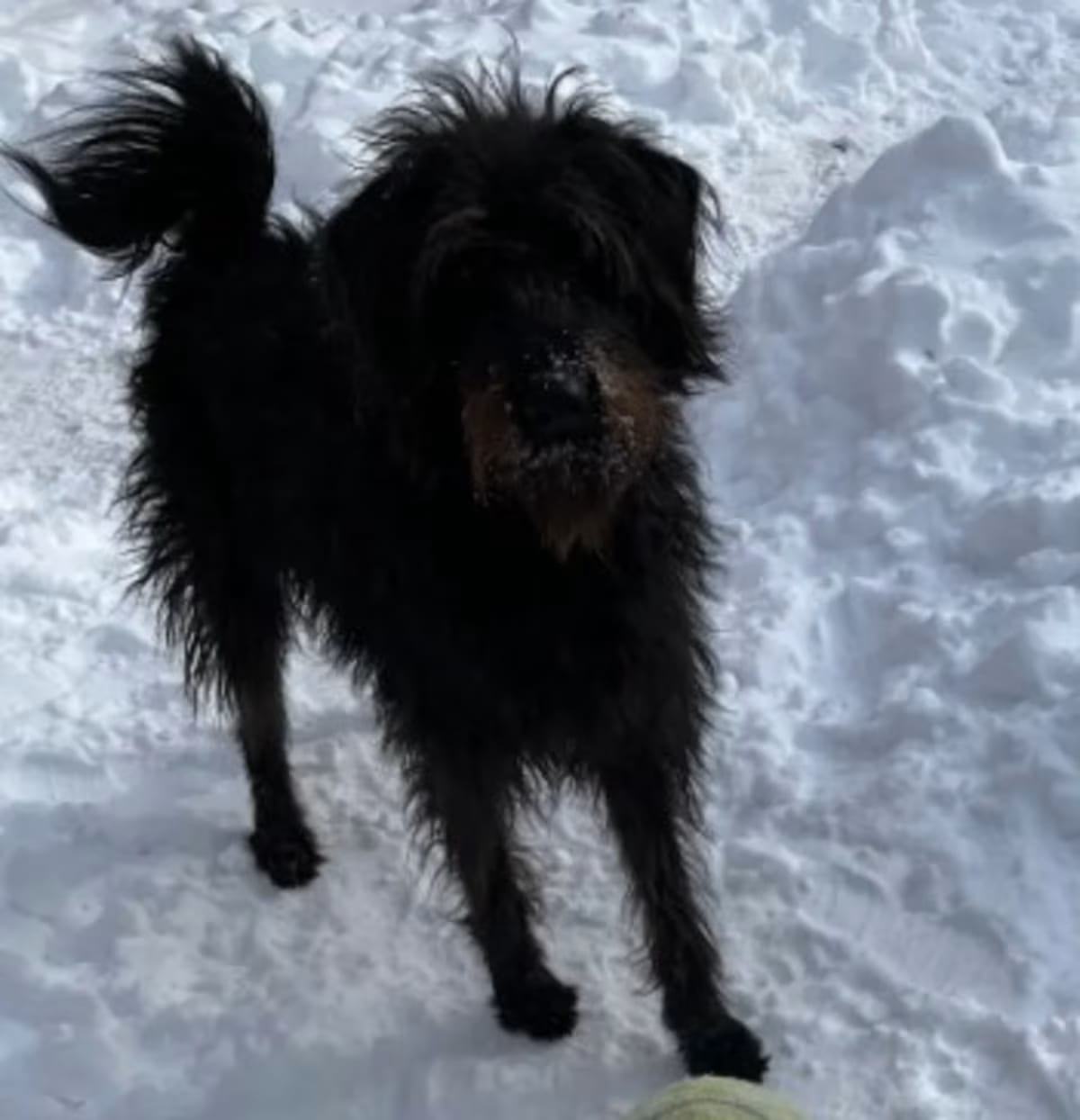 Photo of James, adoptable Poodle (Standard)/Doberman Pinscher in Providence, Rhode Island