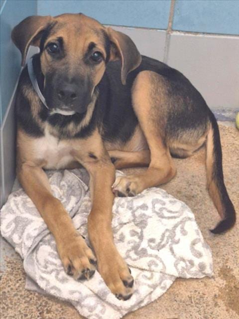 Photo of Jety, adoptable German Shepherd Dog in Houston, Texas