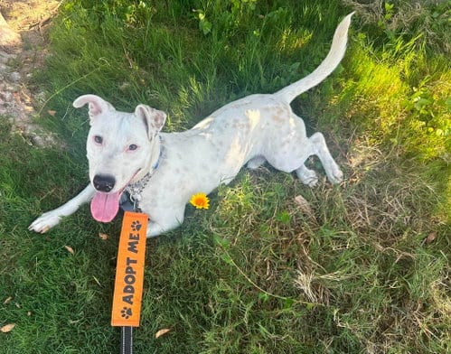 Photo of Oliver, adoptable Labrador Retriever in San Diego, California