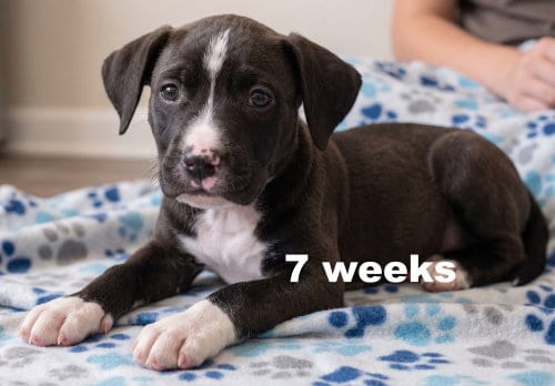Photo of Jinny, adoptable Labrador Retriever in Grovertown, Indiana