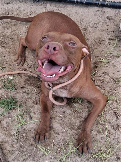 Photo of Ashford, adoptable American Pit Bull Terrier in Ocala, Florida