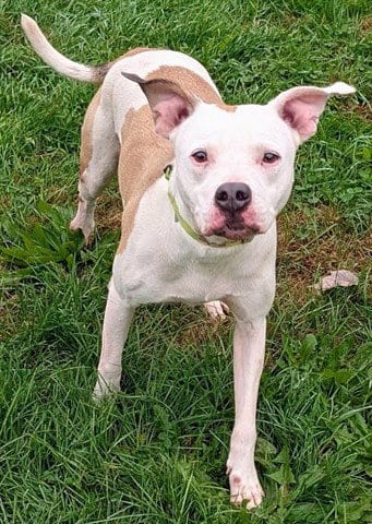 Photo of Wanda, adoptable Pit Bull Terrier in Akron, Ohio