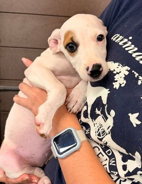 Photo of Yuri, adoptable Unknown breed in Rancho Santa Fe, California