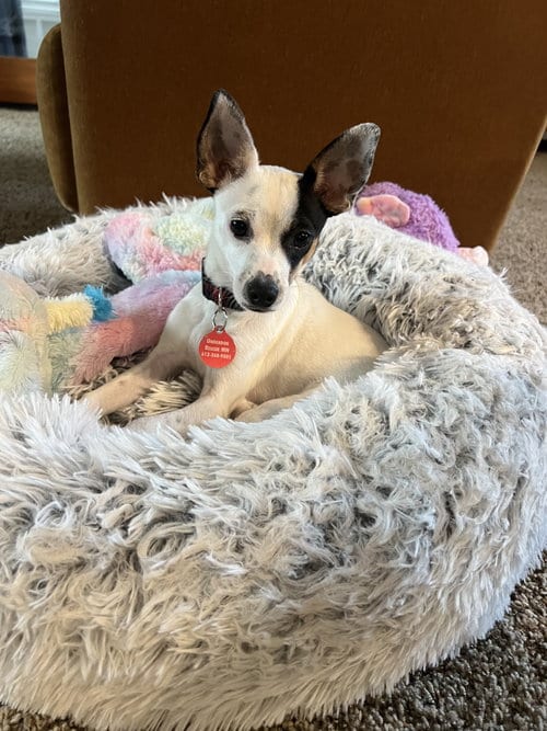 Photo of Cheese, adoptable Chihuahua in St. Louis Park, Minnesota