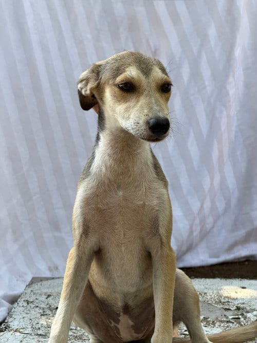 Photo of Payasita, adoptable Labrador Retriever in San Diego, California