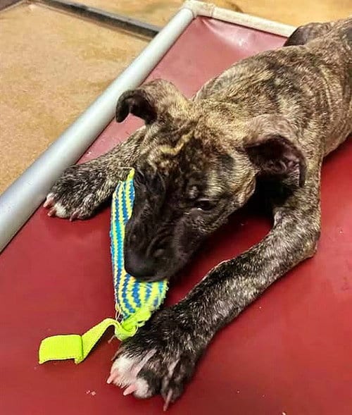 Photo of Anastasia, adoptable Dutch Shepherd in Sacramento, California