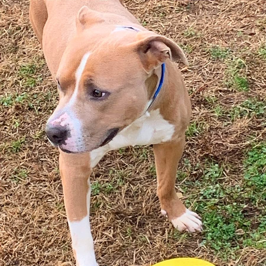 Photo of Pudge, adoptable Mixed Breed (Medium) in Chattanooga, Tennessee
