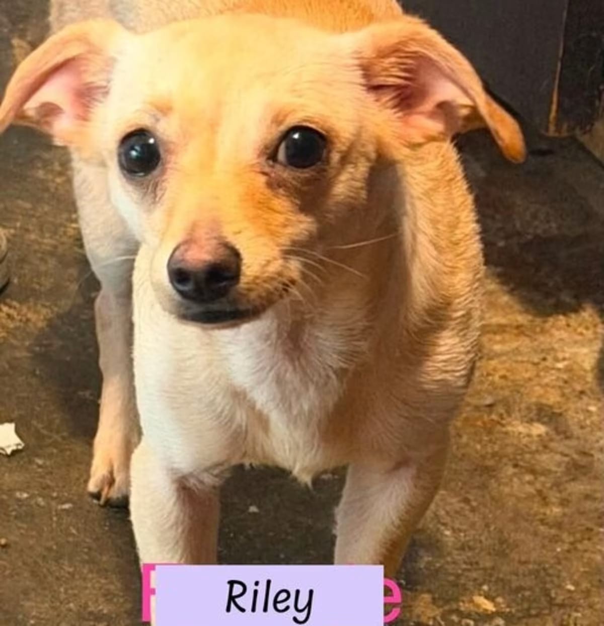 Photo of Riley, adoptable Chihuahua in Brewster, New York