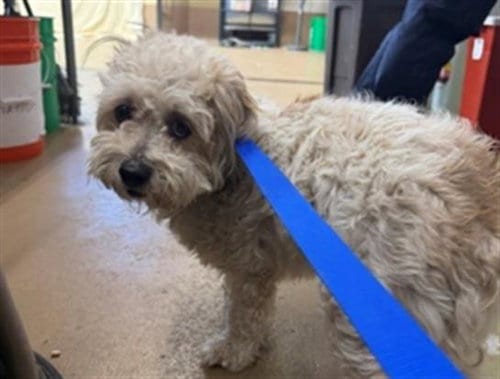 Photo of A275669, adoptable Maltese in Chula Vista, California