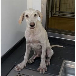 Photo of Proto, adoptable Labrador Retriever in San Bernardino, California