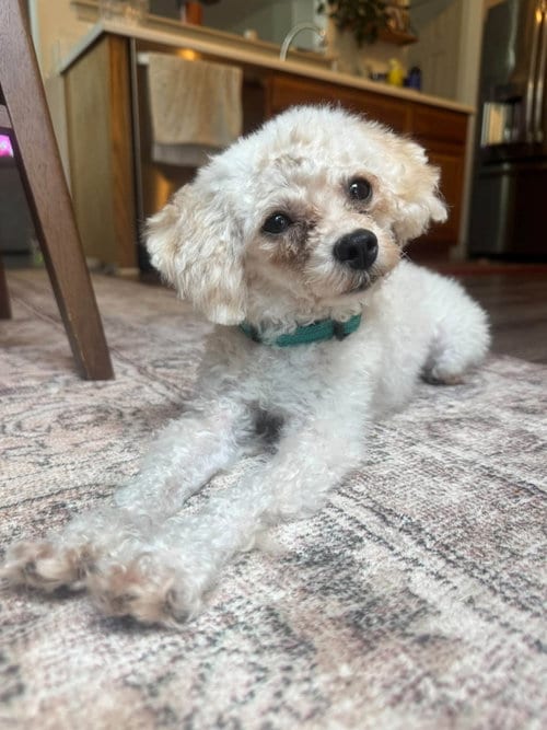 Photo of Moonpie, adoptable Poodle (Toy) in Greenville, South Carolina