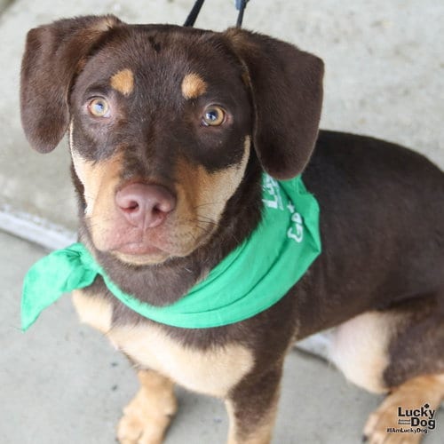 Photo of Par, adoptable Labrador Retriever in Washington, District of Columbia