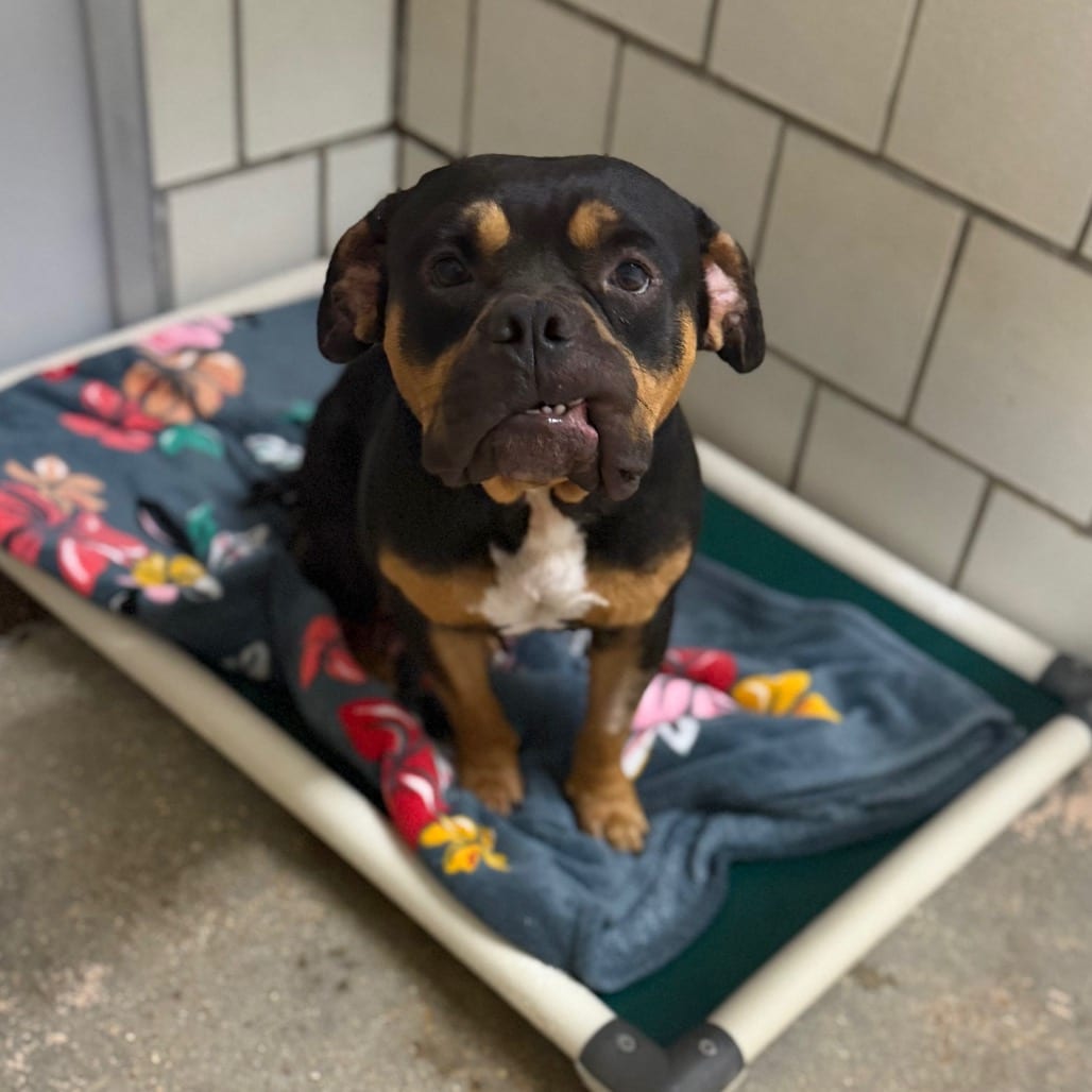Photo of Walker, adoptable Terrier, Pit Bull in Starkville, Mississippi