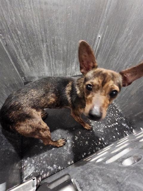 Photo of Mars, adoptable Terrier in San Antonio, Texas