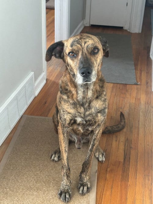 Photo of Rufus, adoptable Pit Bull Terrier in Salt Lake City, Utah