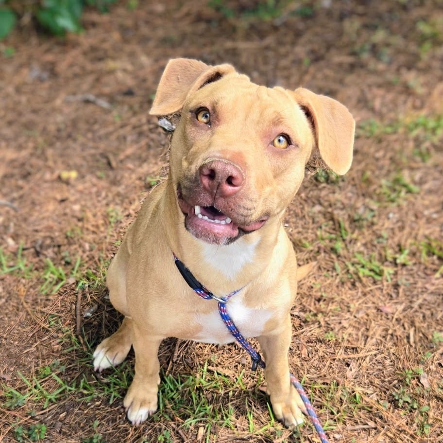Photo of Rumi, adoptable Mixed Breed in Douglasville, Georgia