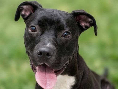 Photo of Merida, adoptable Pit Bull Terrier in Denver, Colorado