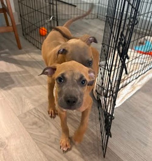 Photo of Newt, adoptable American Staffordshire Terrier in Sedalia, Colorado