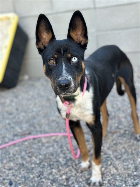 Photo of Luca, adoptable Australian Cattle Dog/Blue Heeler in Mesa, Arizona