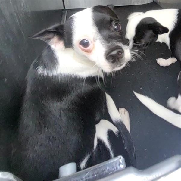 Photo of Ferb, adoptable Terrier / Mix in San Antonio, Texas