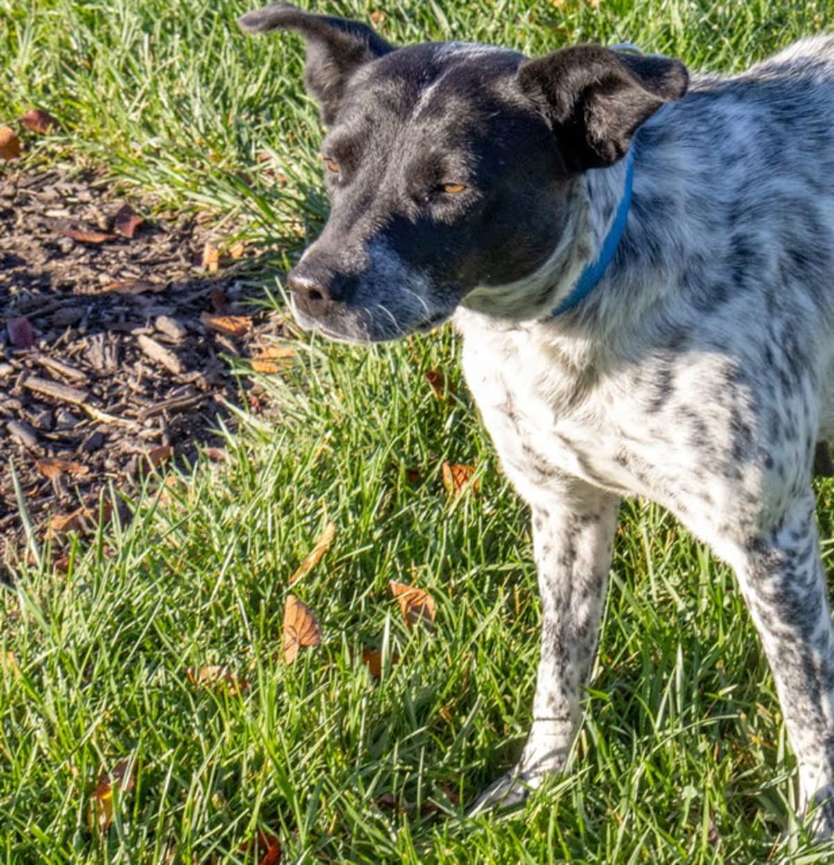 Photo of Waverly, adoptable Australian Cattle Dog in Maryland Heights, Missouri