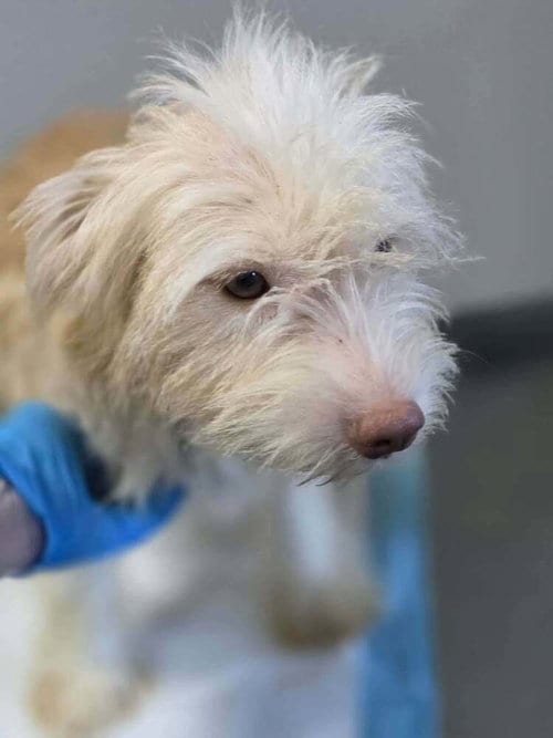 Photo of Ginger (AL), adoptable Terrier in New York, New York
