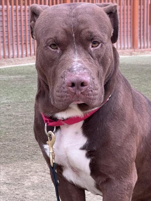 Photo of Tanky, adoptable Cane Corso Mastiff in Las Vegas, Nevada