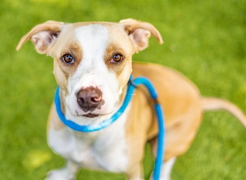 Photo of Lady Barkington, adoptable Pit Bull Terrier in San Jose, California