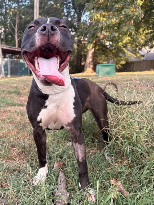 Photo of Delilah, adoptable American Pit Bull Terrier in Germantown, Ohio