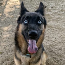 Photo of Grainger, adoptable German Shepherd Dog Husky in Stephenville, Texas