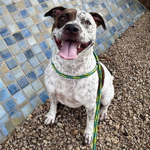 Photo of Mini, adoptable American Pit Bull Terrier in Mesa, Arizona