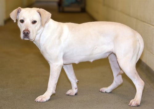 Photo of Joelle, adoptable Labrador Retriever in West Valley, Utah