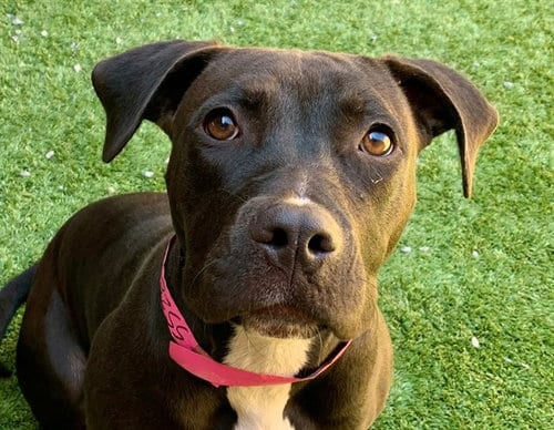 Photo of Gwen, adoptable Pit Bull Terrier in Moreno Valley, California