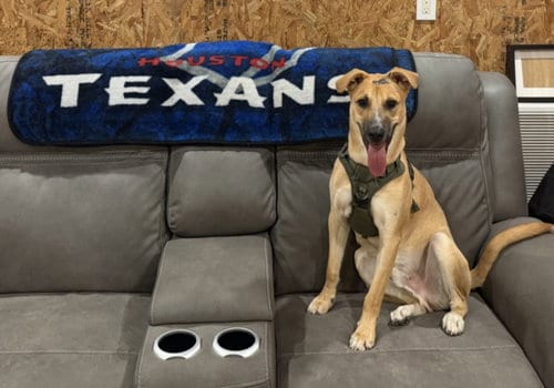 Photo of Glenn, adoptable German Shepherd Dog in Houston, Texas