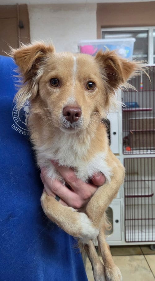 Photo of Chirp, adoptable Spaniel in El Centro, California