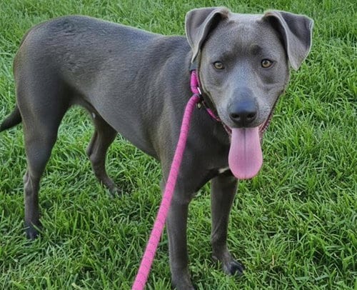 Photo of Maisie, adoptable Labrador Retriever in Albuquerque, New Mexico