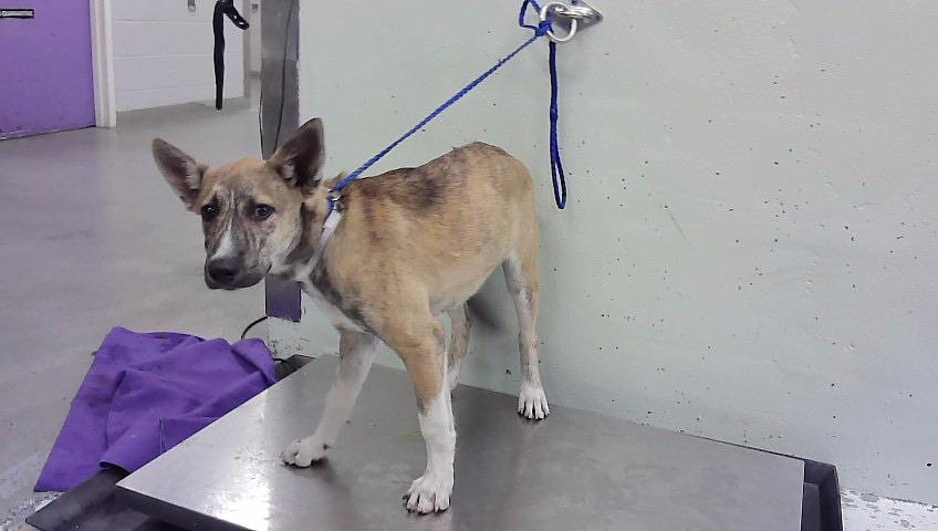 Photo of Mindy, adoptable Belgian Malinois and Staffordshire Bull Terrier in Houston, Texas