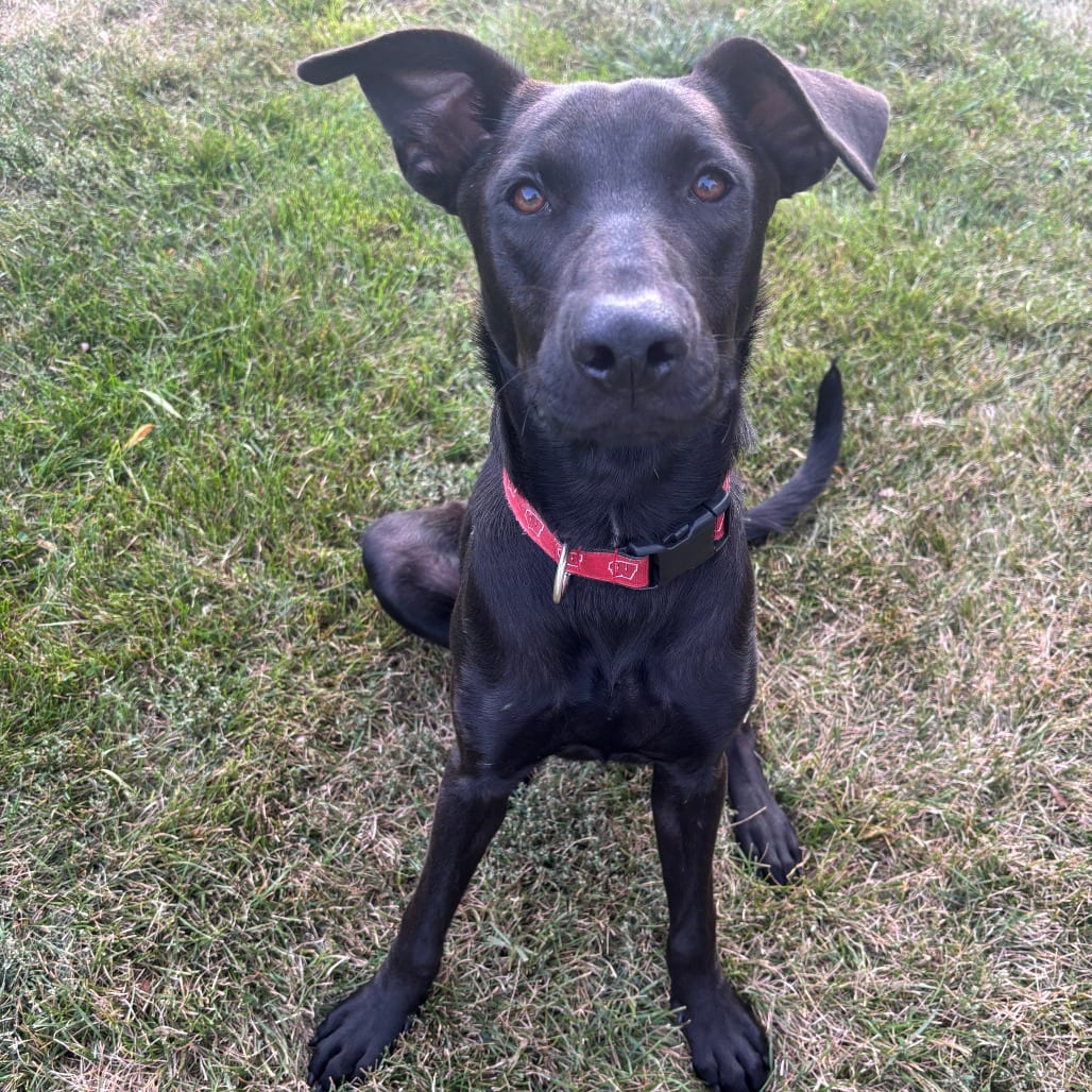 Photo of Rosita D70656, adoptable Retriever, Labrador / Mixed Breed (Medium) in Minnesota, Minnesota