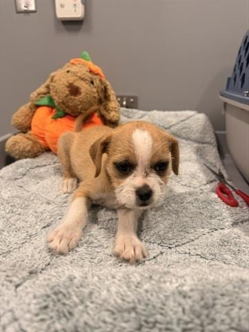 Photo of Carla, adoptable Terrier in San Martin, California