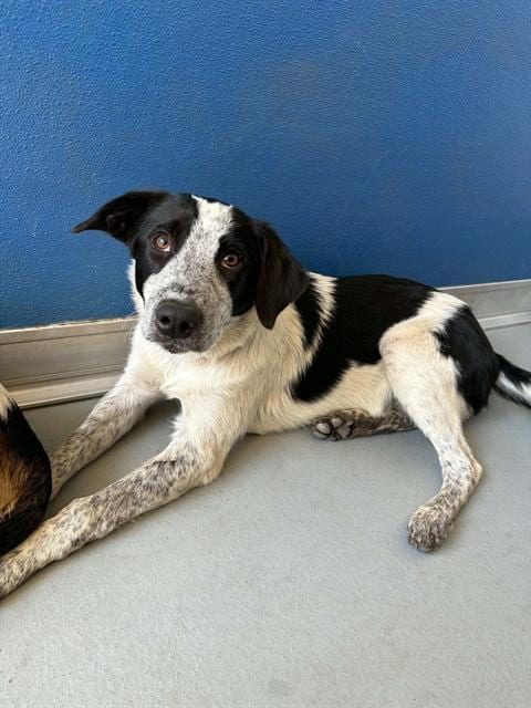 Photo of Taffyta, adoptable Queensland Heeler in Visalia, California