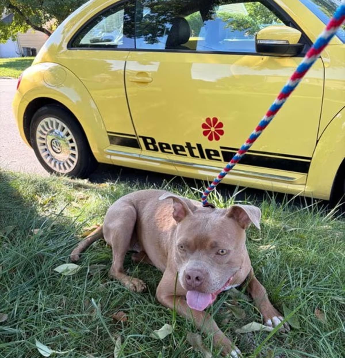 Photo of Beetle, adoptable American Staffordshire Terrier in Westwood, New Jersey
