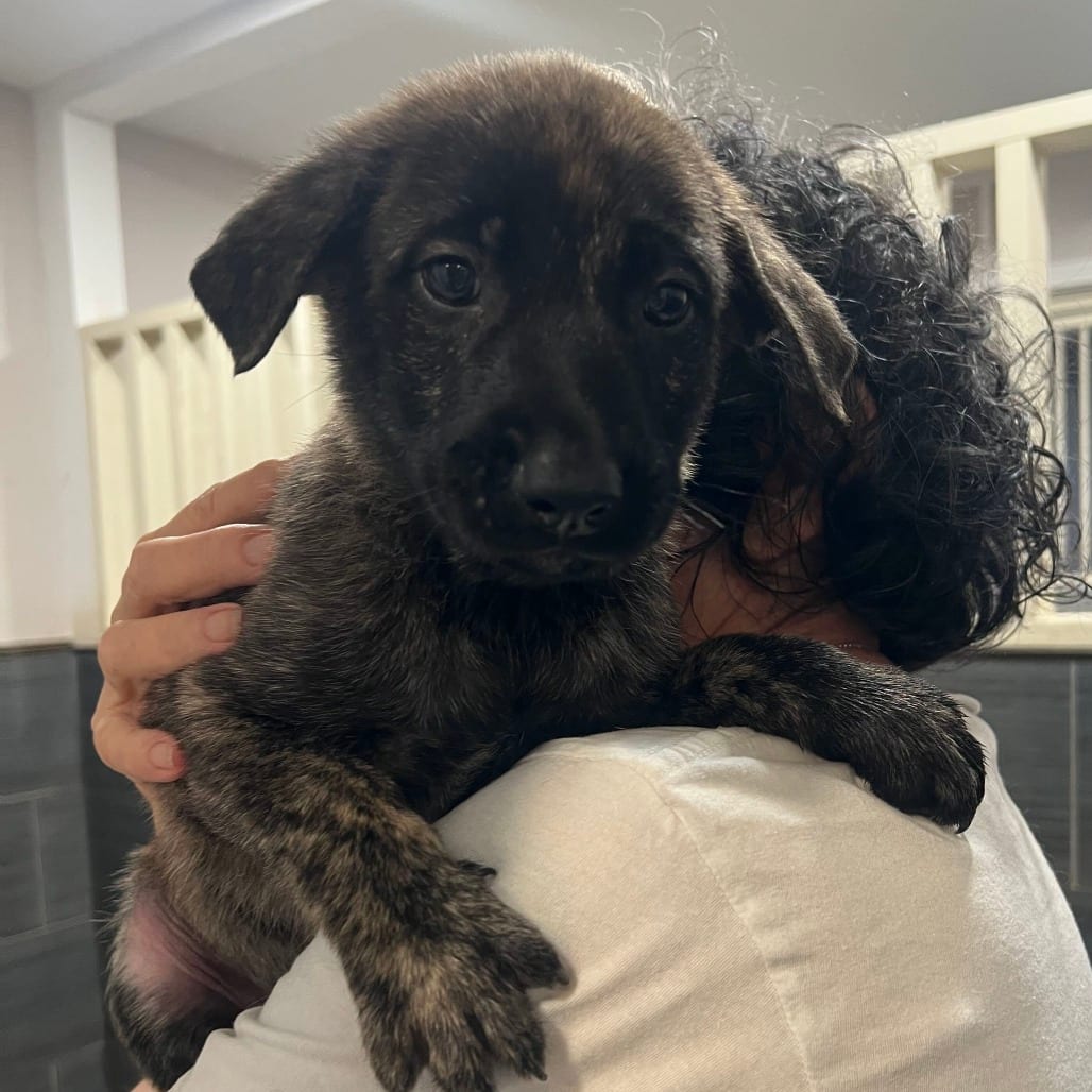 Photo of Caramel, adoptable Shepherd / Mix in San Francisco, California