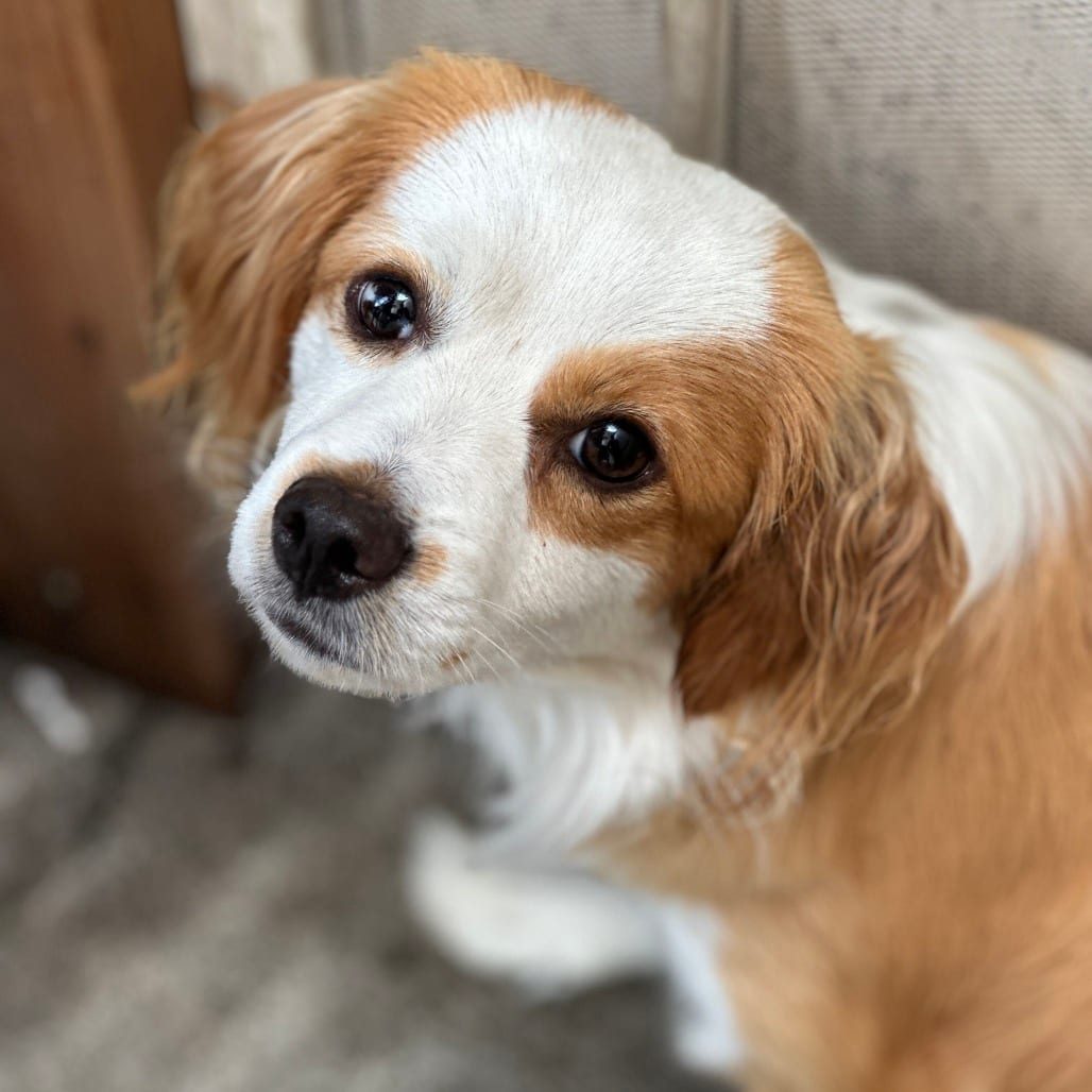 Photo of Han, adoptable Mixed Breed (Small) in San Francisco, California