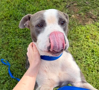 Photo of Coleman, adoptable dog in Chamblee, Georgia