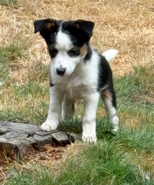 Photo of Tulip, adoptable Terrier in Seattle, Washington