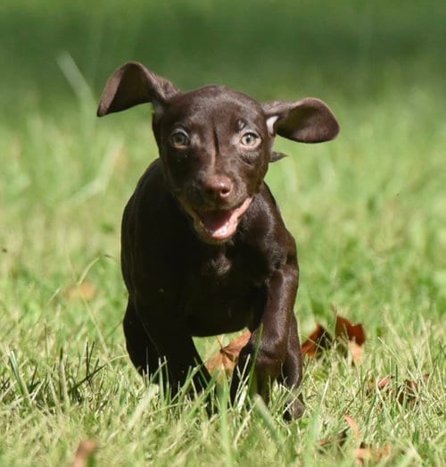 Photo of Franzi, adoptable Chocolate Labrador Retriever in Mechanicsburg, Pennsylvania