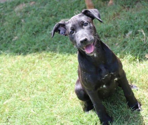 Photo of Lotus Emira, adoptable Labrador Retriever in Pflugerville, Texas