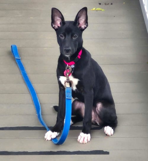 Photo of Hanna, adoptable Shepherd in MECHANICSBURG, Pennsylvania